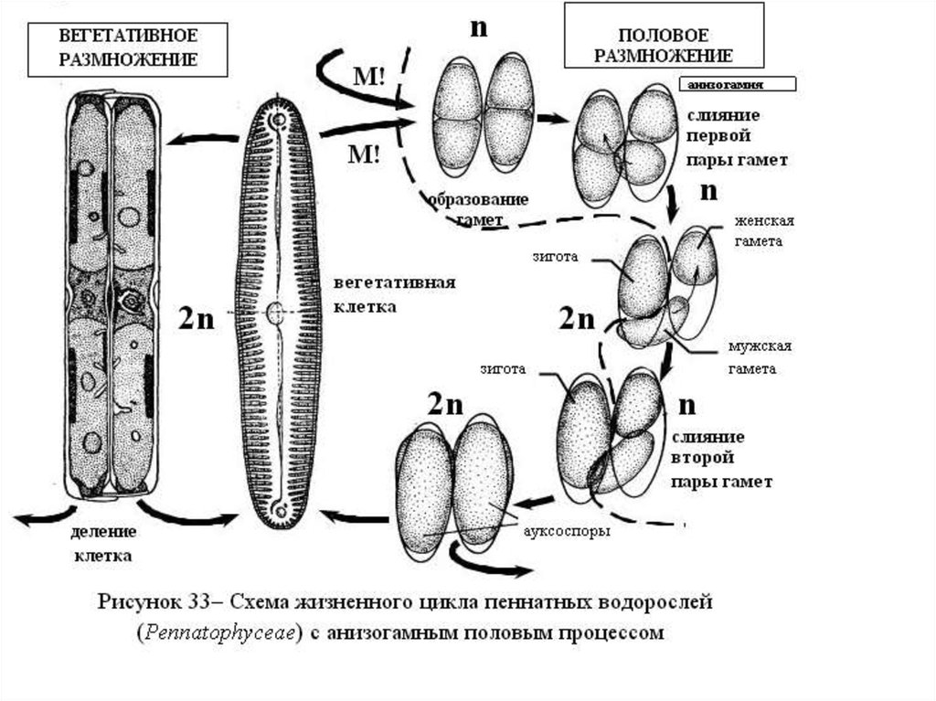 Вегетативные водоросли. Жизненный цикл диатомовых водорослей схема. Цикл развития диатомовых водорослей схема. Размножение диатомовых водорослей схема. Вегетативное размножение диатомовых водорослей.