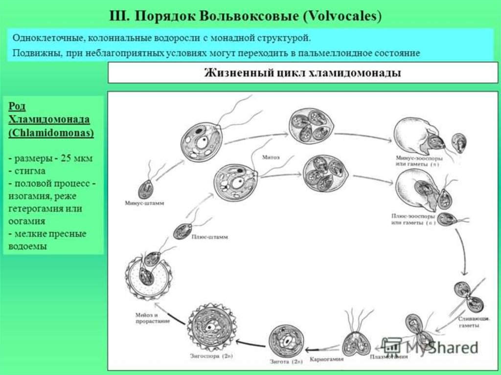 Развитие одноклеточных водорослей. Этапы жизненного цикла хламидомонады. Жизненный цикл хламидомонады схема. Цикл полового размножения хламидомонады. Стадии жизненного цикла хламидомонады.