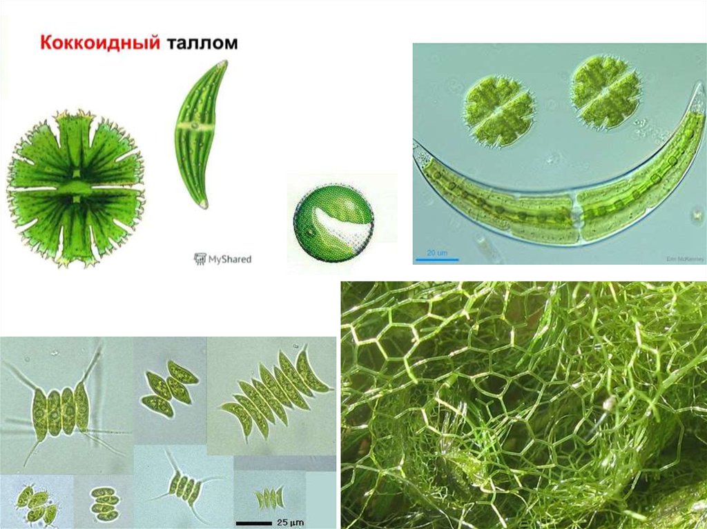 Появление одноклеточных водорослей. Одноклеточные талломы водорослей. Таллом хлореллы коккоидный. Тип таллома зеленых водорослей. Водоросль хлорелла таллом.