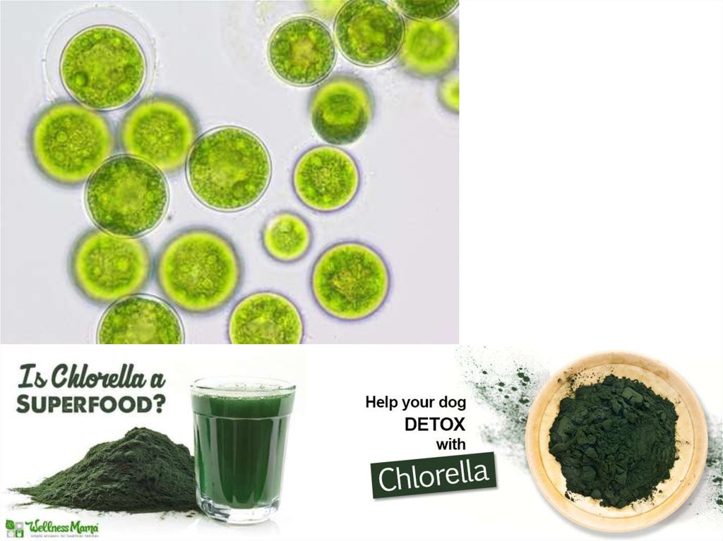 Колониальные зеленые водоросли. Зеленые водоросли в медицине. Таллом хлореллы коккоидный. Зеленые водоросли в активном иле.