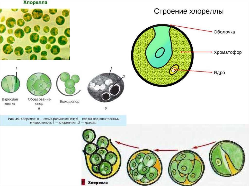 Размножение клеток водорослей. Схема строения клетки хлореллы. Размножение хлореллы схема. Хлорелла водоросль строение. Строение клетки водоросли хлорелла.