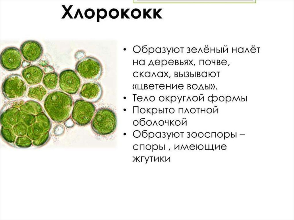 Клетки водорослей образованы. Хлорелла и хлорококк. Хлорококк водоросль. Одноклеточные водоросли хлорококк. Хлорококк водоросль строение.