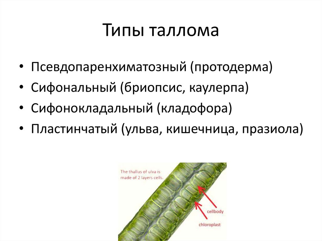 Тело представлено талломом листья