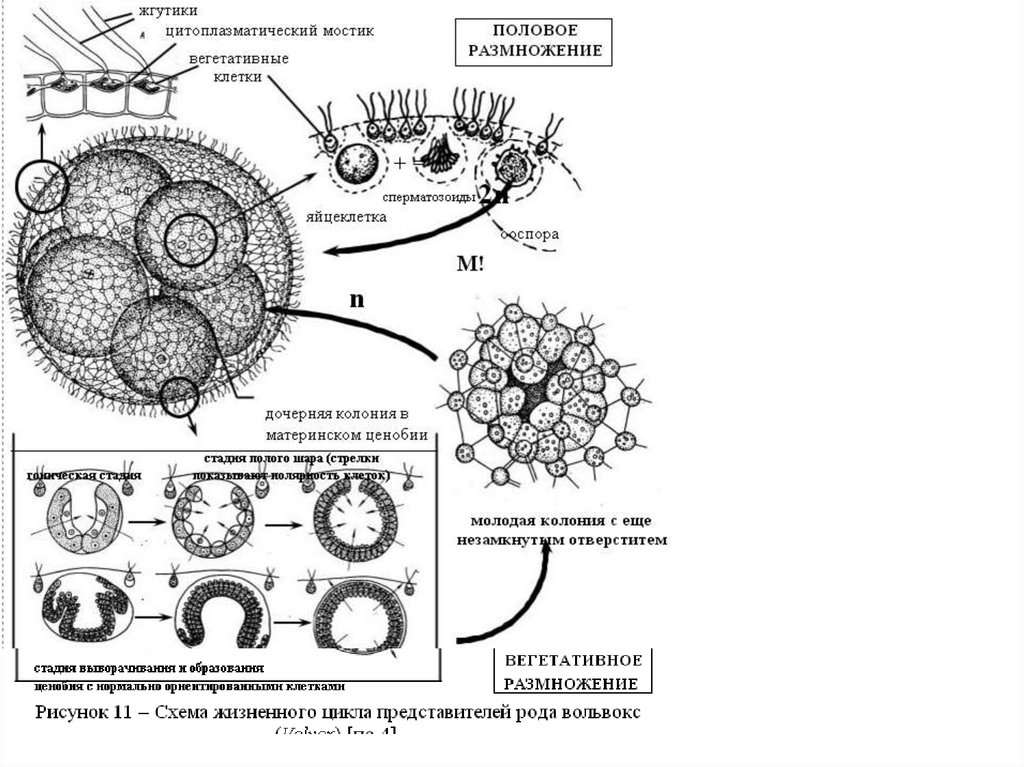 Размножение клетки жизненный цикл. Размножение и жизненный цикл вольвокса. Жизненный цикл вольвокса схема. Цикл размножения вольвокса. Строение и жизненный цикл вольвокса.
