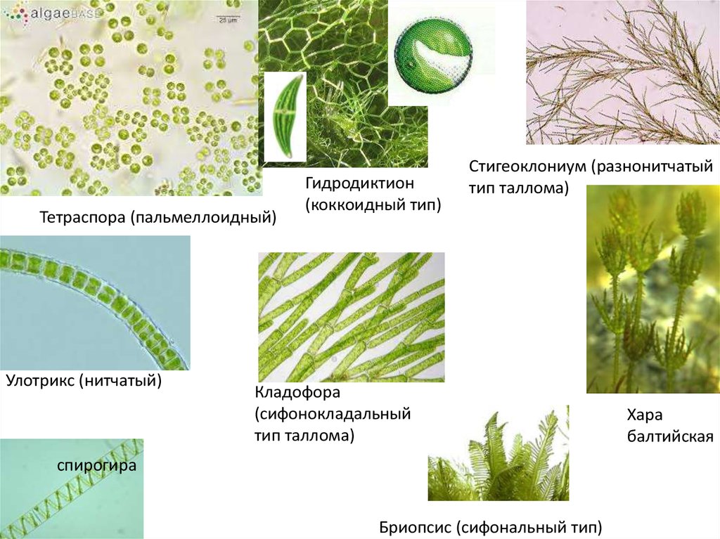 Организация водорослей. Тип таллома зеленых водорослей. Разнонитчатый таллом. Одноклеточные талломы водорослей. Пальмеллоидный Тип дифференциации таллома.