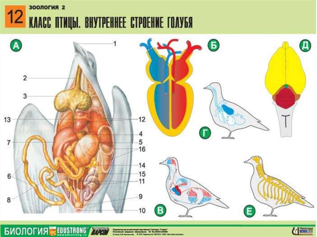 Внутреннее строение и жизнедеятельность птиц