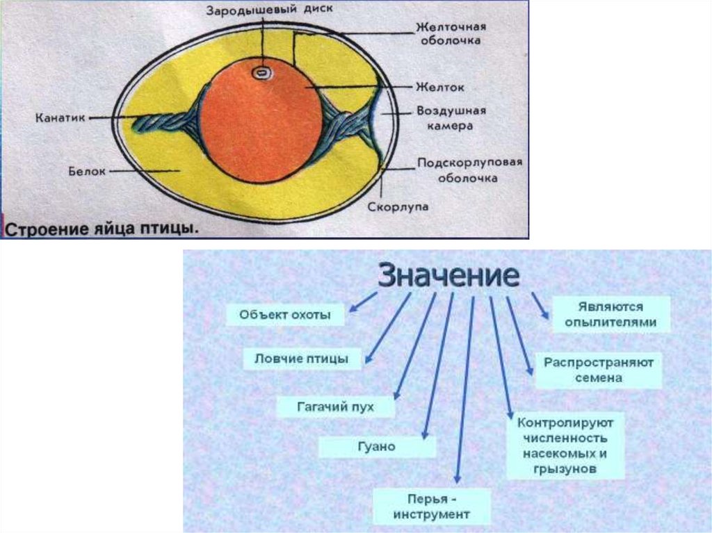 Схема строения семени растения и яйца птицы