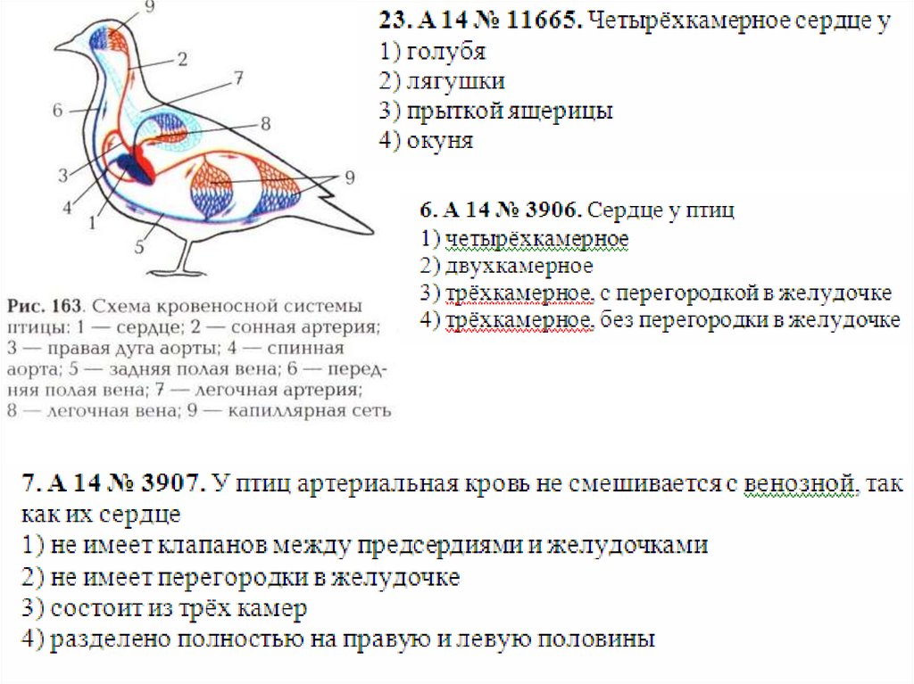 Какие изменения произошли с челюстями птиц. Внутренне строение голубя. Внутреннее строение птиц. Класс птицы внутреннее строение. Внешнее строение птицы голубь.