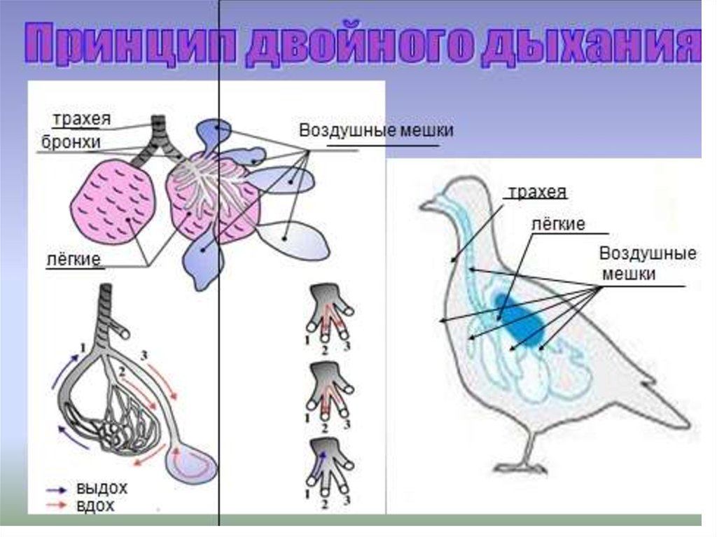 Внутреннее строение птиц 7 класс биология презентация