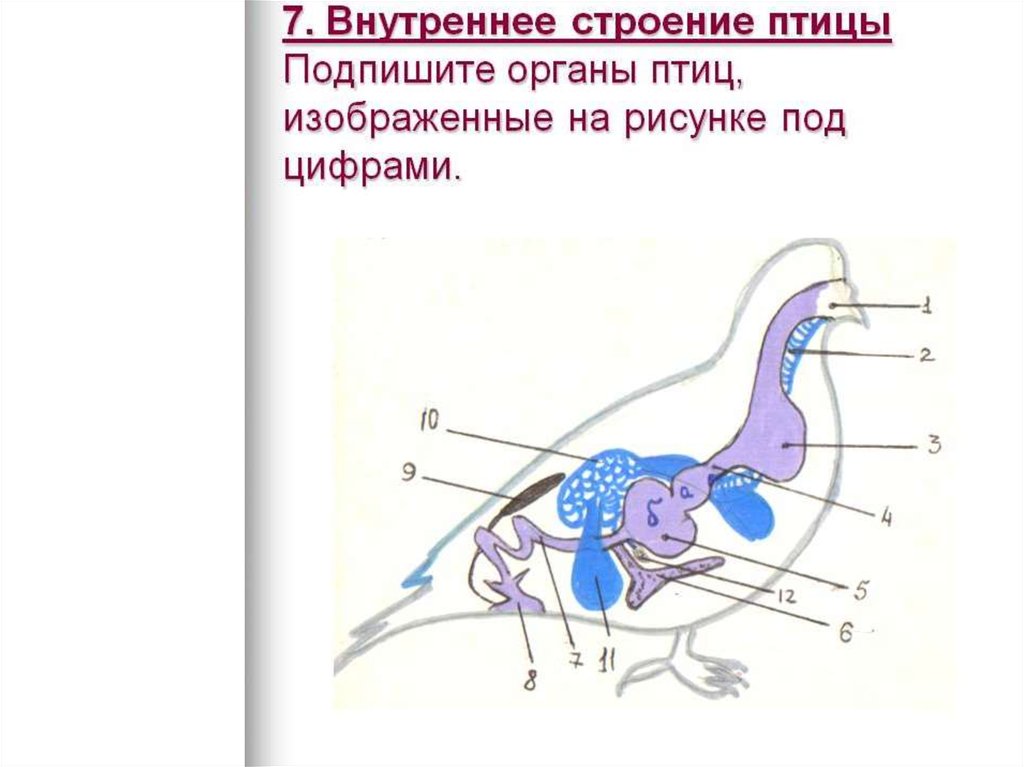 Рисунок голубя биология