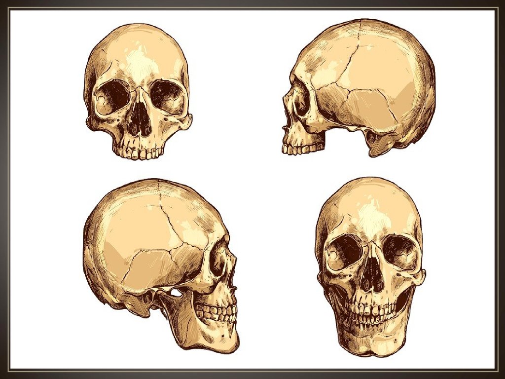 Bone head. Кости черепа человека анатомия. Анатомия головы кости черепа. Череп кость черепная кость.