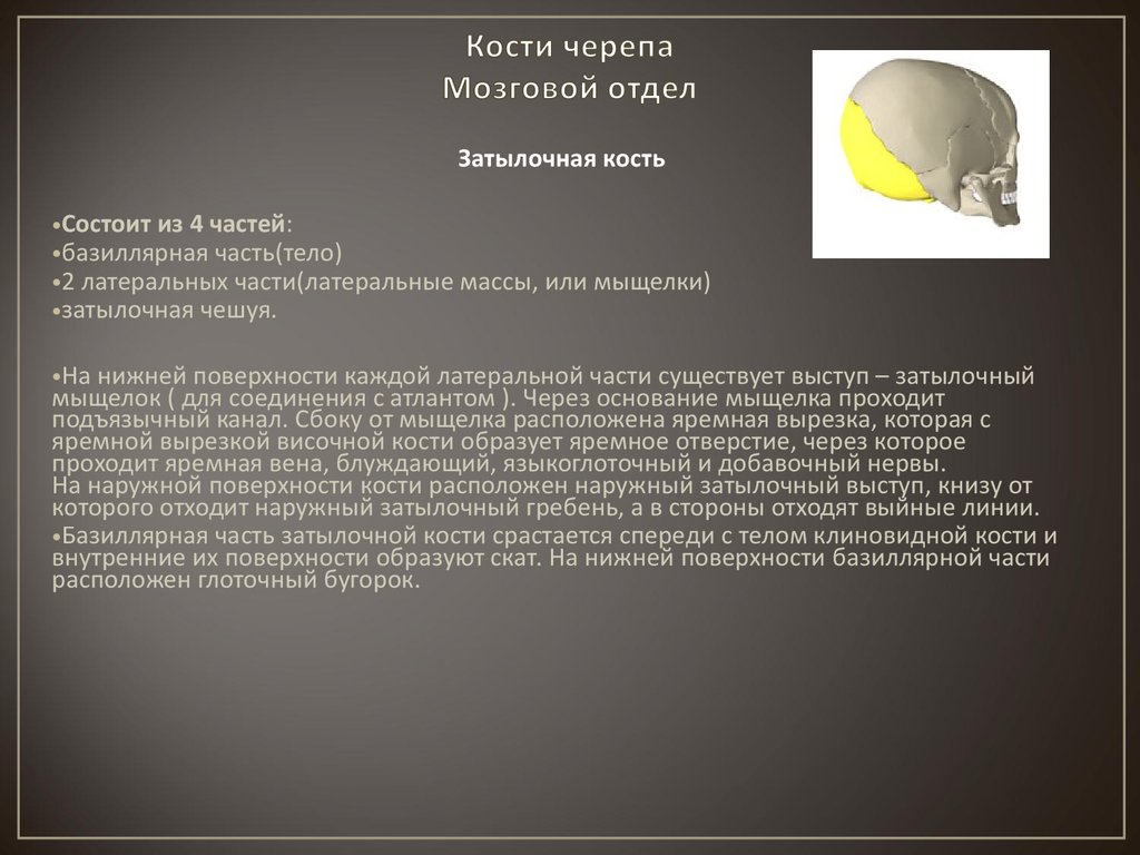 Костя мозговой. Поверхности костей мозгового черепа. Через отверстия в костях мозгового отдела черепа проходят. Кости мозгового черепа таблица. Таблица кости мозгового отдела черепа.