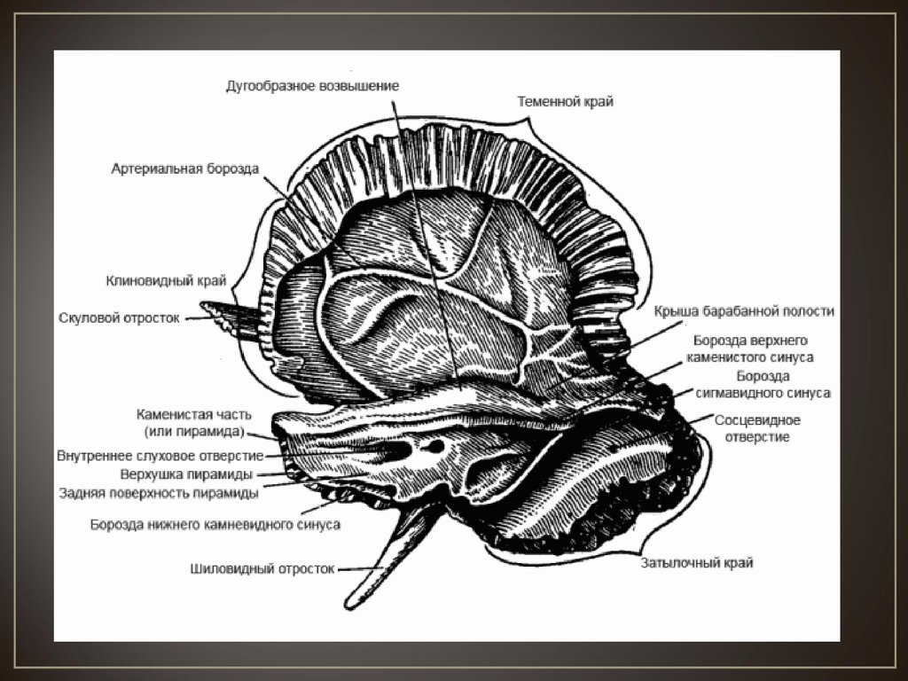 Борозды синусов. Дугообразное возвышение пирамиды височной кости. Височная кость борозда верхнего Каменистого синуса. Барабанная борозда височной кости. Височная кость анатомия Сапин.