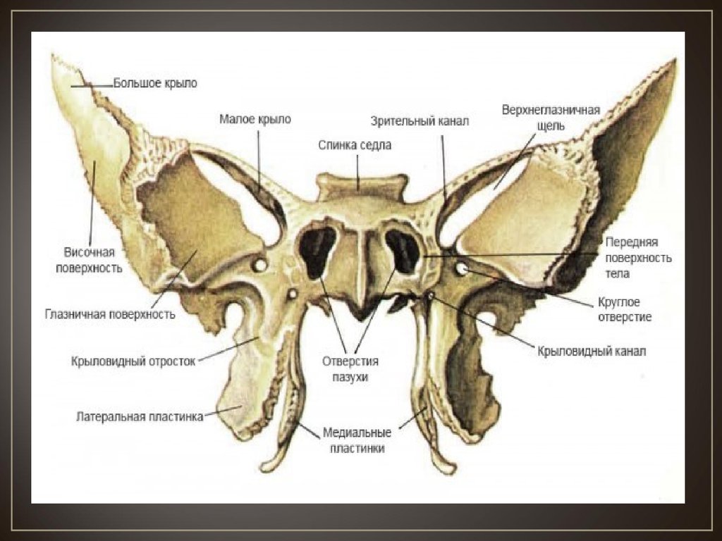 Клиновидная кость черепа рисунок