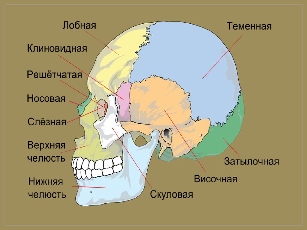 В правом черепе. Кости черепа человека анатомия теменная кость. Парные и непарные кости черепа человека. Теменная и лобная кость череп анатомия. Теменная кость в черепе парная?.
