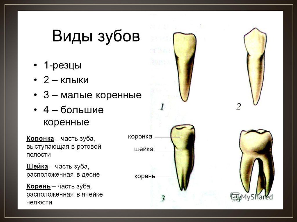 Корень зуба клык. Строение молочного резца. Малые коренные зубы анатомия.