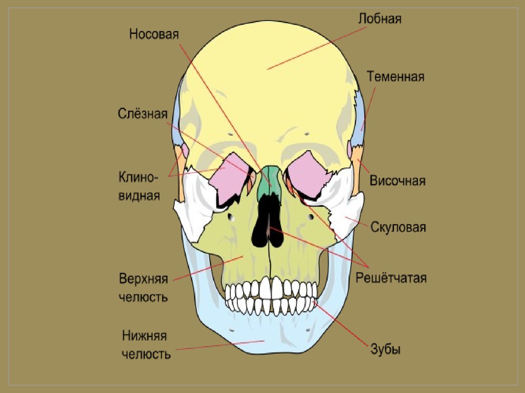 Лицевой скелет черепа. Кости лицевого черепа анатомия строение. Кости лицевого отдела черепа анатомия. Скелет головы череп анатомия. Кости лицевого отдела черепа человека вид спереди.