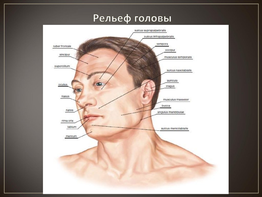 Название лица человека. Части лица человека анатомия. Анатомия лица части лица. Название частей головы. Строение лба.