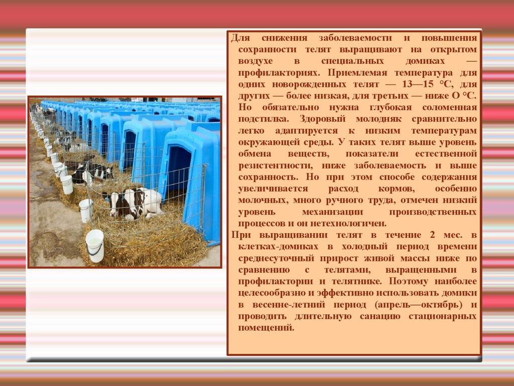 Холодное содержание. Схемы выращивания молодняка КРС. Выращивание телят в молочный период. Гигиена содержания телят. Способы выращивания телят в молочный период.