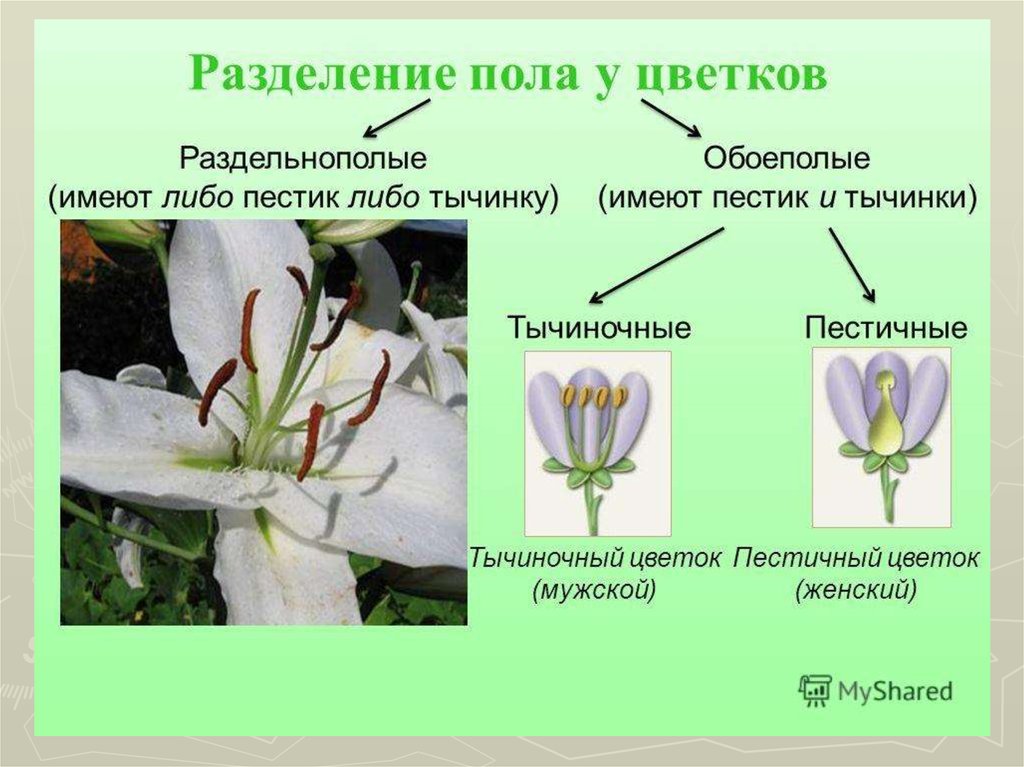 Обоеполые раздельнополые растения