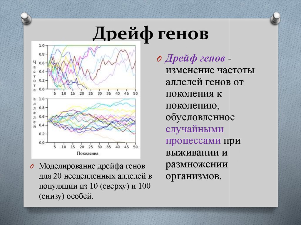 Дрейф генов схема