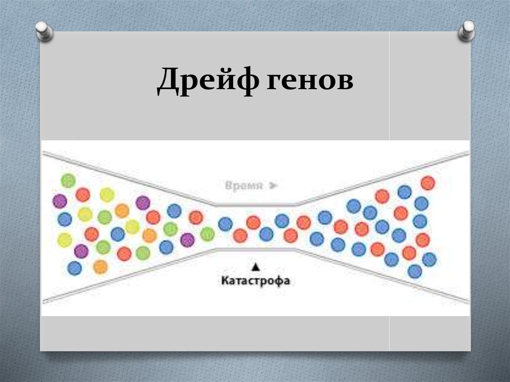 Дрейф генов презентация