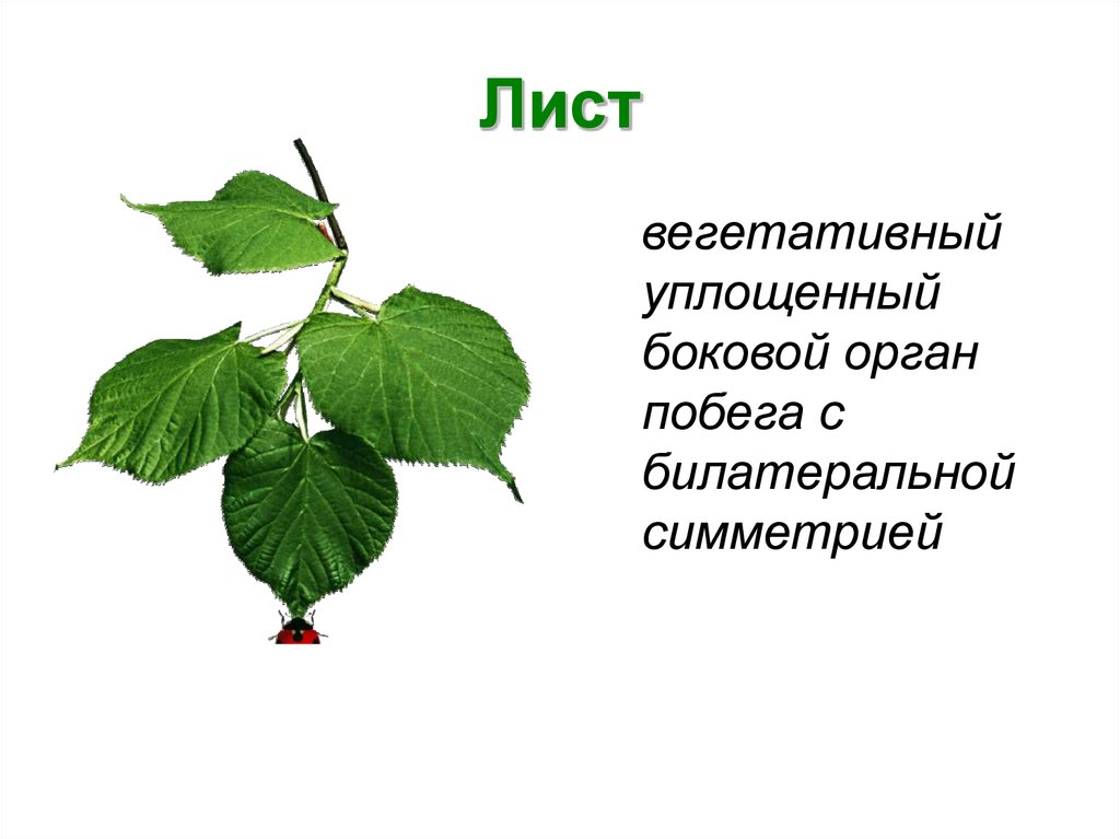 Боковой орган растений. Лист вегетативный орган. Лист орган растения. Вегетативные листья. Лист вегетативный орган растения.