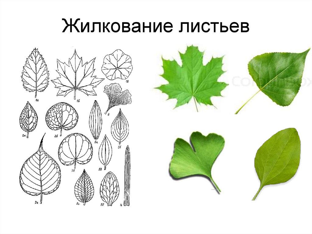 Простые листья могут быть