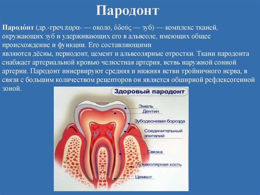 Что такое пародонт. Строение пародонта. Функции пародонта. Пародонт объединяет следующий комплекс тканей:.