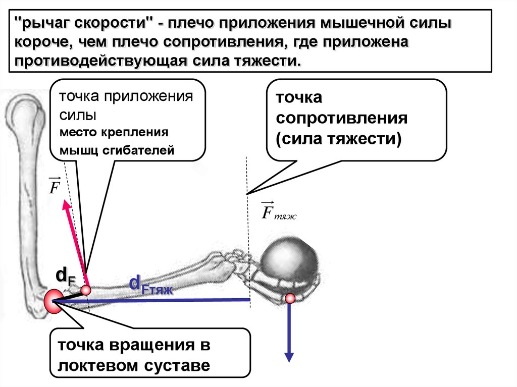 Рычаг плечо грузы. Биомеханика рычаг силы рычаг скорости. Биомеханика рычаг 3 рода скорости. Рычаг силы и скорости рычаг рода 3. Рычаг равновесия биомеханика.