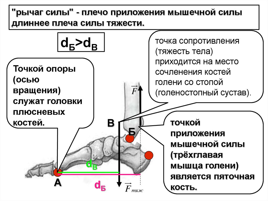 Плечо силы единица