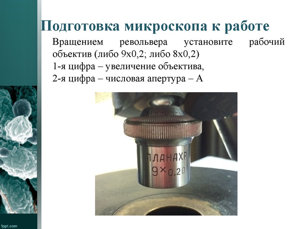 Приведите в рабочее состояние микроскоп определите увеличения