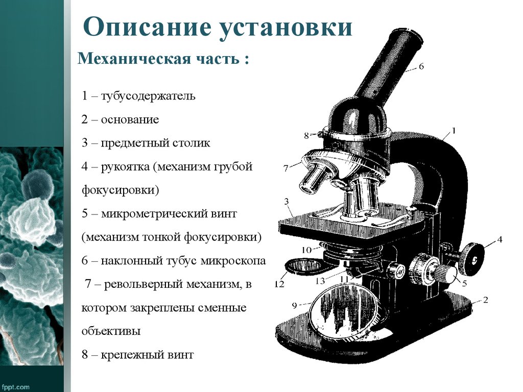 Строение микроскопа и функции его частей