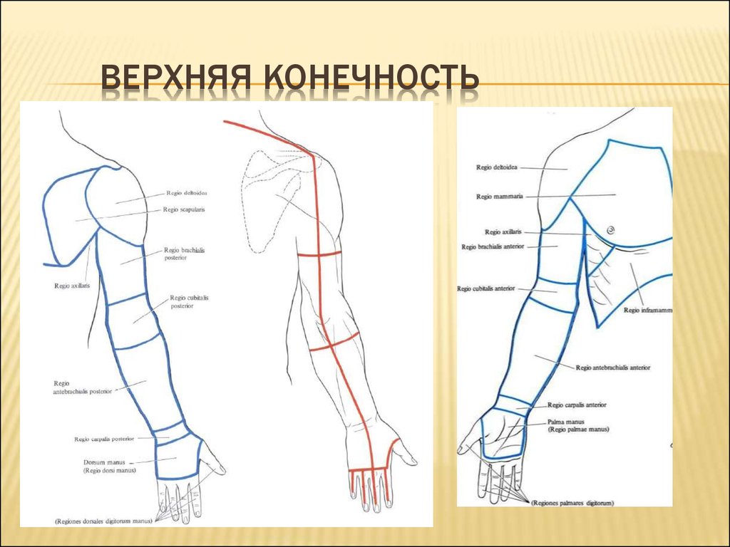 Схема конечностей человека