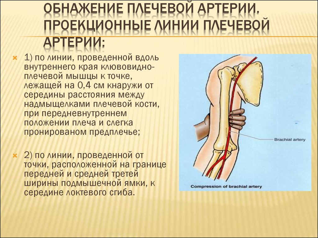 Обнажение плечевой артерии. Проекционные линии плечевой артерии:
