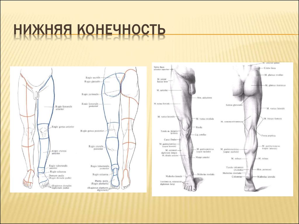 Верхняя треть нижней конечности. Области нижней конечности топографическая анатомия. Границы нижней конечности топографическая анатомия. Топография нижней конечност. Нижняя конечность анатомия.