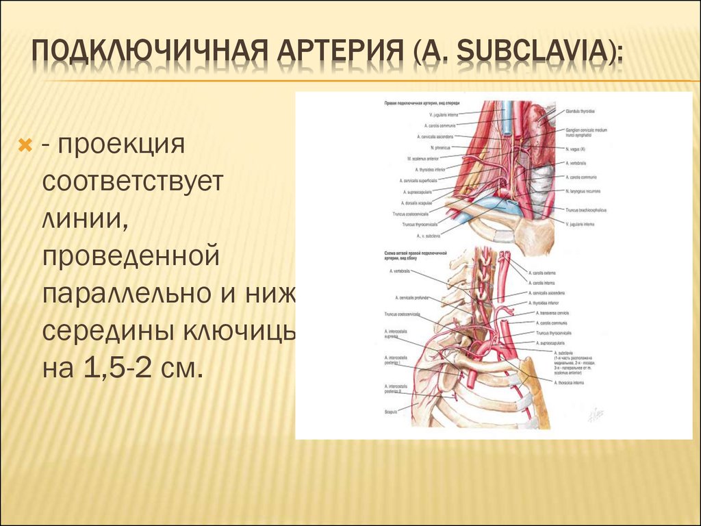 Подключичная артерия (a. subclavia):