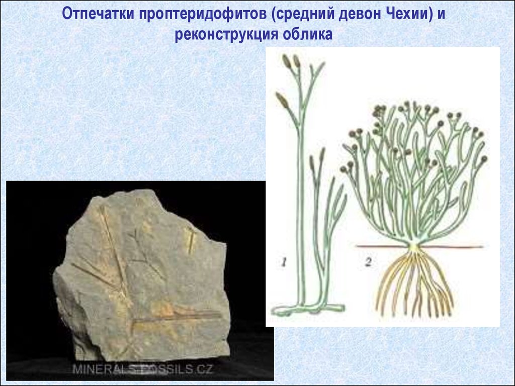 На рисунке изображены псилофиты вымершие растения используя