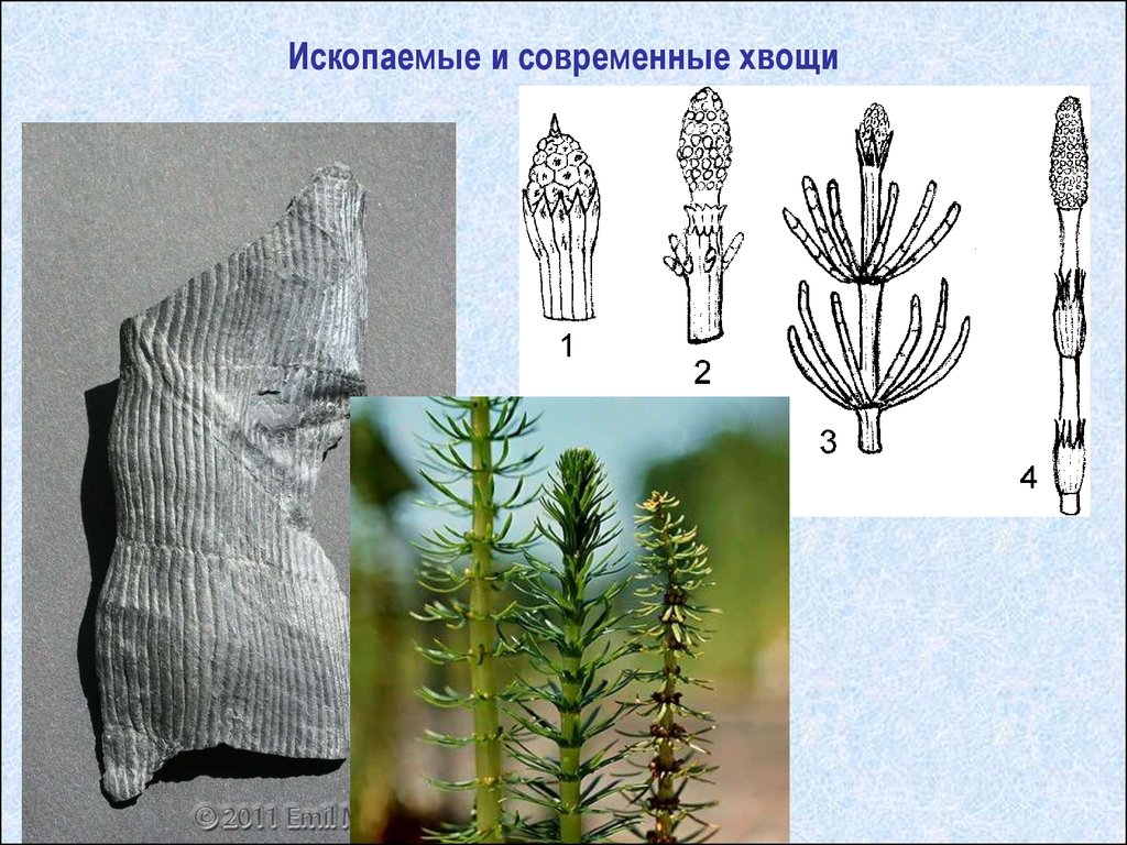 На рисунках изображены сегмент окаменелости стебля и реконструкция растения обитавшего около 360 300