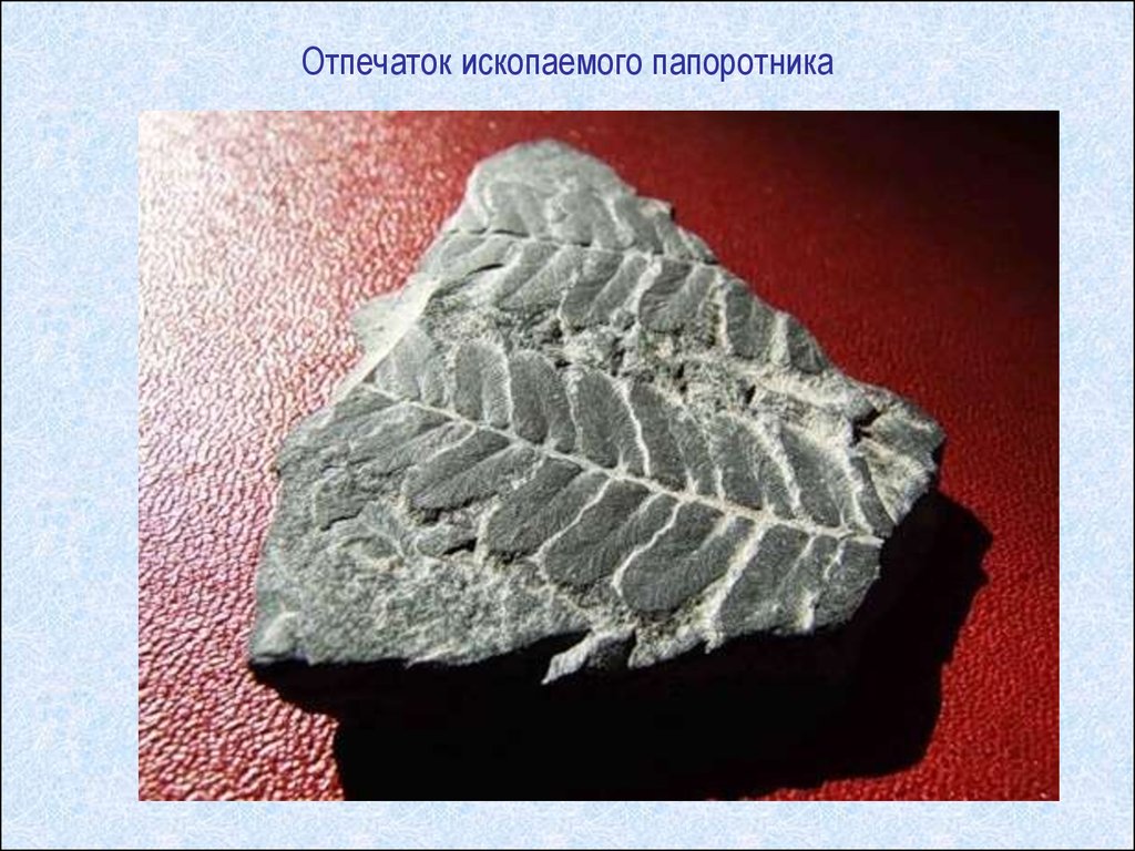 Каменный уголь отпечатки растений