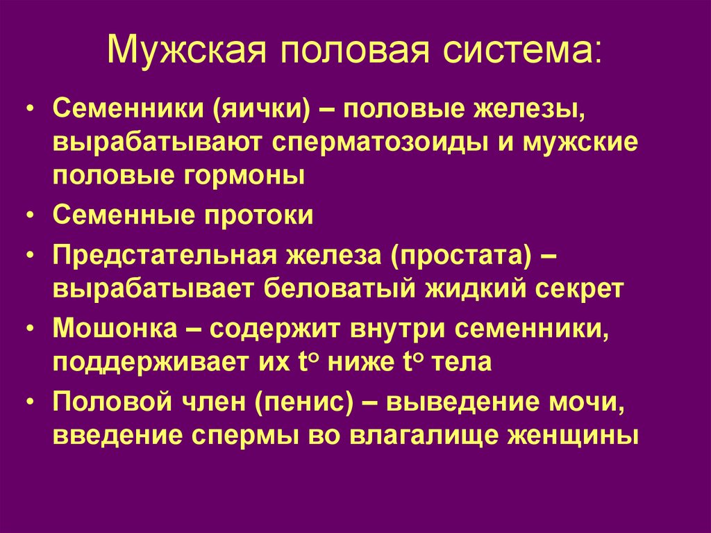 Половая система человека презентация 8 класс биология