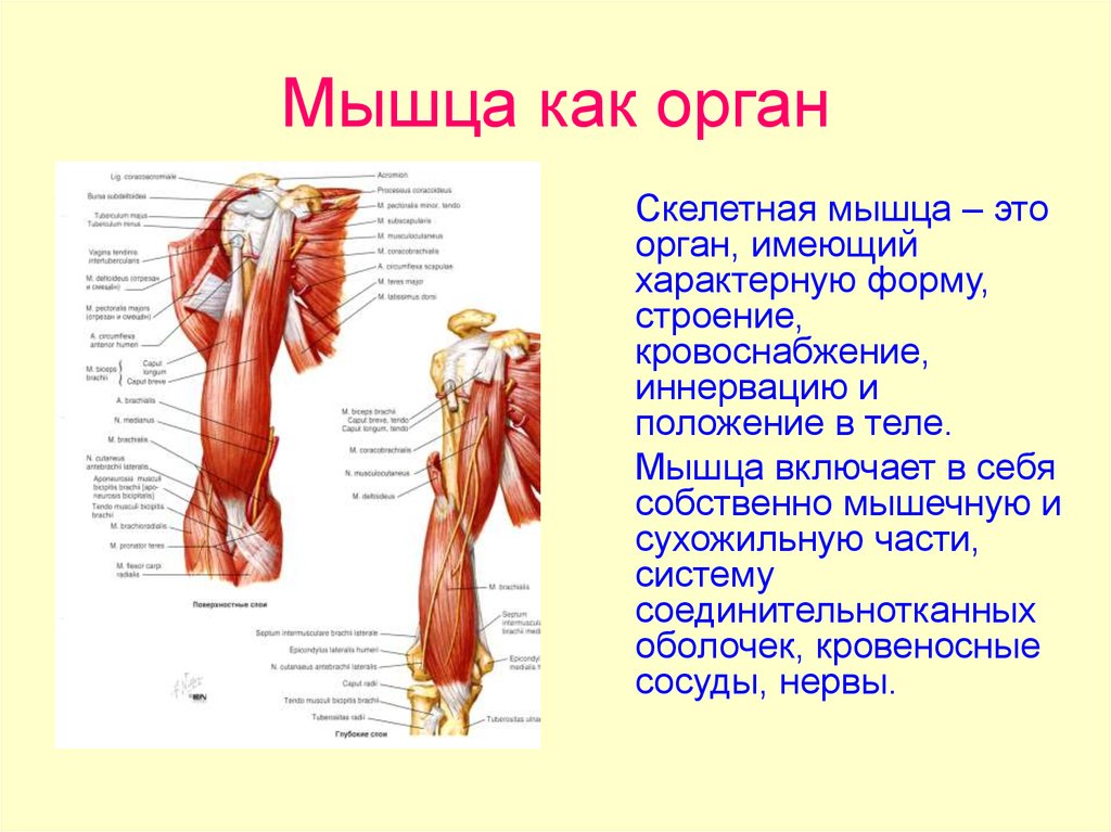 Орган это имеющая определенную форму строение. Общая анатомия мышц строение мышцы. Строение скелетной мышцы классификация скелетных мышц.