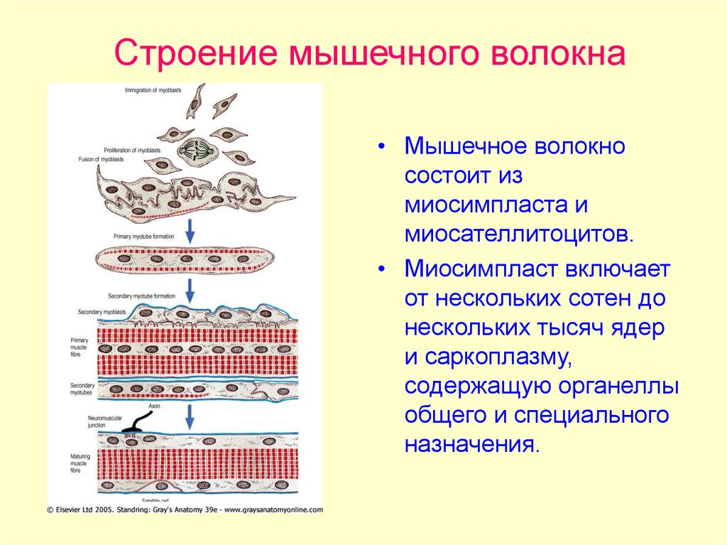 Сокращение мышечного волокна