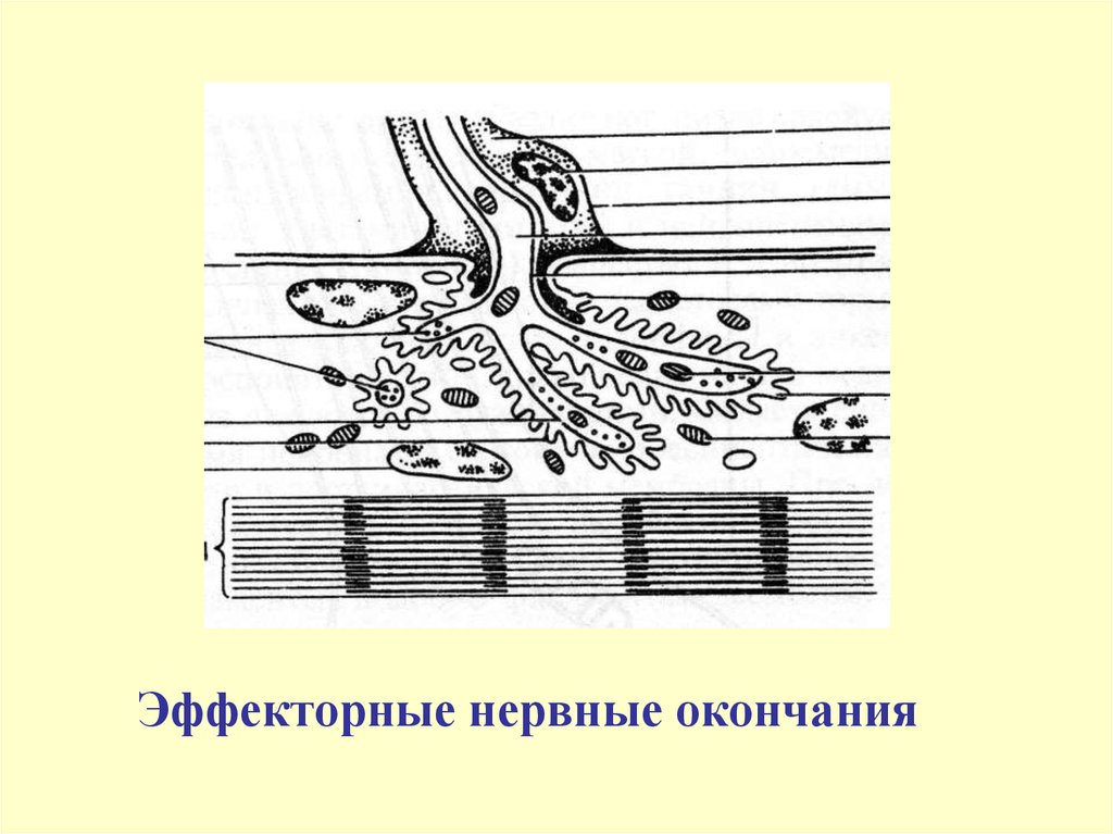 Нервные окончания. Рецепторные и эффекторные нервные окончания. Эффекторные окончания. Эффекторные структуры. Эффекторные нервные окончания функции.