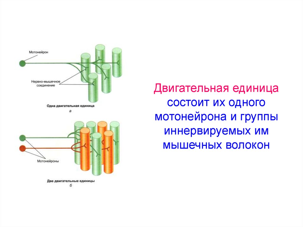 Двигательная единица. Двигательная единица мышцы схема. Схема двигательной единицы физиология. Схему нейромоторной (двигательной) единицы. Мотонейронный пул это физиология.