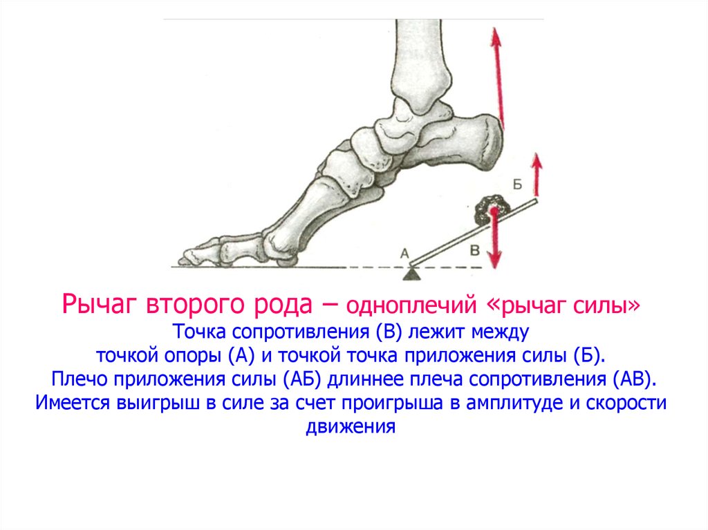 Сила точки опоры. Рычаг 2 рода в биомеханике. Рычаг 1 рода в биомеханике. Рычаги первого и второго рода в биомеханике. Рычаг силы 2 рода.