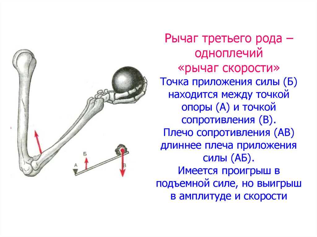 Плечи рычага находящегося