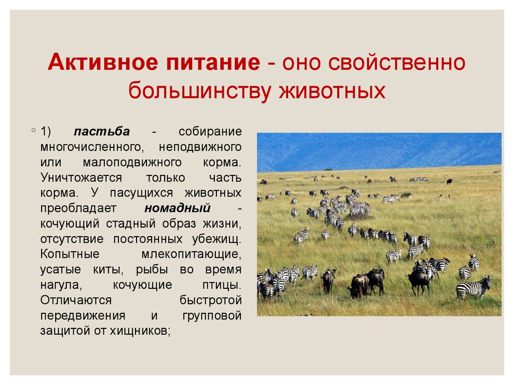 Большинство критериев. Большинству животных характерна. Пастьба примеры животных. Животные стадный образ жизни. Активное питание животных.