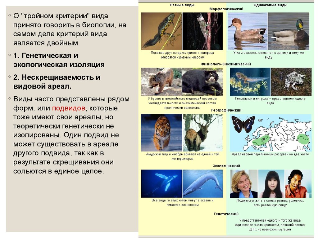 Физиологические признаки особей. Морфологический критерий животного. Экологические критерии видов животных и растений.