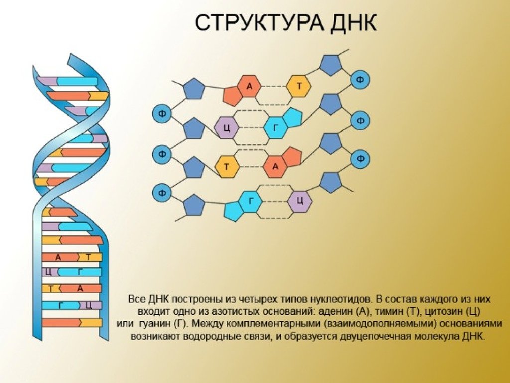 Изменения происходят в последовательности нуклеотидов молекулы днк. Схема строения молекулы ДНК. Структурное строение химическое ДНК. Химическая структура молекулы ДНК. Схема структуры ДНК.